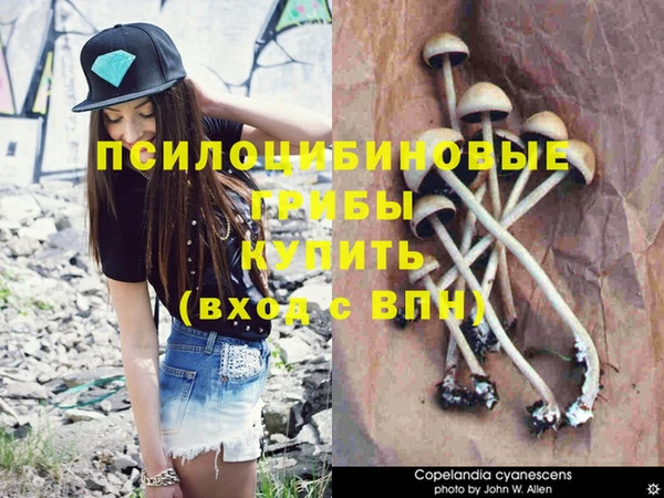 сатива Козельск