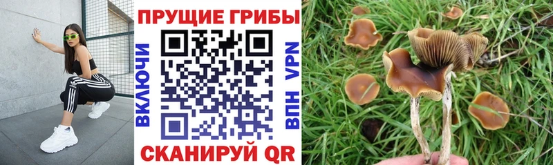Галлюциногенные грибы прущие грибы  купить  сайты  Сосенский 